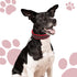 Chai's Choice Dog Collar Small (Red) | Comfortable & Stylish Pet Collar with Adjustable Strap Soft Padded | No-Choke & Quick Release | 3M Reflecti...