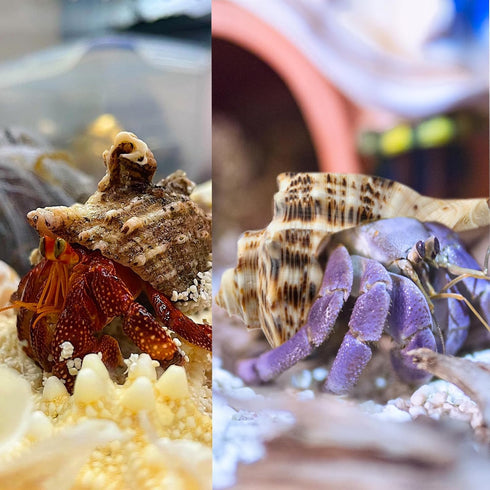 5Pcs Large Hermit Crab Shells, Natural Sea Conch Size: 3"-4.5", Opening Size: 1.5"-3", Turbo Seashells for Hermit Crab Supplies and Beach Decorati...