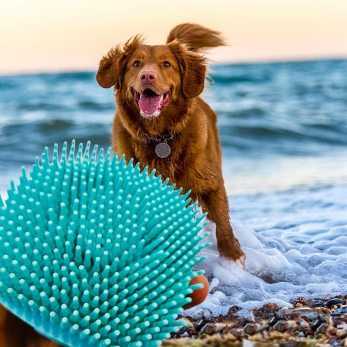 New 2024 Pet grooming Bath Brush, Scrubber Shampoo Dispenser, Shower Brush for Washing Short and Long Hair Dogs and Cats Pet Bath Massage Brush (Y...