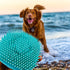 New 2024 Pet grooming Bath Brush, Scrubber Shampoo Dispenser, Shower Brush for Washing Short and Long Hair Dogs and Cats Pet Bath Massage Brush (Y...
