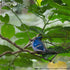 Eugy Blue Jay 3D Puzzle, 26 Piece Eco-Friendly Educational Toy Puzzles for Boys, Girls & Kids Ages 6+...