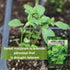Sow Right Seeds - Marjoram Seeds for Plantin - Non-GMO Heirloom Packet with Instructions to Grow A Beautiful Herb Garden - Plant Indoors and Outdo...