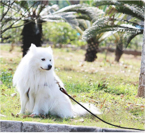 Tie Out Rope Dog Tether, 8FT/ 10FT/ 15FT/ 20FT/ 30FT Dog Line for Outside Playing Camping Tying, Medium Large Dogs Indoor/Outdoor Backyard Dog Lea...