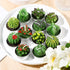 12 Pieces Cactus Tealight Candles Handmade Delicate Succulent Cactus Candles for Party Wedding Spa Home Decoration Gifts (Stylish Style)...