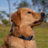 Hyhug Pets Premium Upgraded Heavy Duty Nylon Anti-escape Martingale Collar for Boy and Girl Dogs Comfy and Safe - Professional Training, Daily Use...