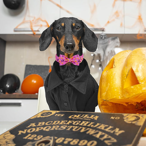 Halloween Boy Dog Collar Bow Tie, Thick Purple Pumpkin Male Dog Collar with Safety Metal Buckle Adjustable Wide Big Collars for Small Medium Large...