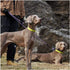 MayPaw 8FT/10FT Dog Tie Out/Check Cord, Heavy Duty Nylon Rope Training Leash, 3/8-Inch Dog Tether for Strong Small Medium Large Dogs Indoor/Outdoo...
