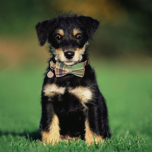 ADOGGYGO Plaid Dog Collar with Bowtie, Green Dog Collars with Detachable Bow tie Adjustable Soft Green Plaid Collars for Small Medium Large Dogs P...