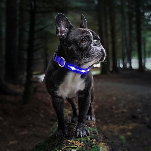Led Dog Collar 1000 ft Night Visibility LED Dog Leash - Padded Double Traffic Handle |10hr Battery Life, USB-C Quick Charging Light Up Reflective ...