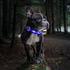 Led Dog Collar 1000 ft Night Visibility LED Dog Leash - Padded Double Traffic Handle |10hr Battery Life, USB-C Quick Charging Light Up Reflective ...
