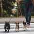 3pcs Slip Lead Dog Leash,Strong Nylon Rope Leash,Training Leash for Large Medium and Small Dogs...