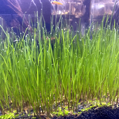 3 Aquarium Plant Se-e-d Combo, no ArtificiaL, Fresh Water Grass for Fish Tank Terrarium Dwarf Carpet,Universal substrate, not Plastic 11aab...
