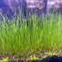 3 Aquarium Plant Se-e-d Combo, no ArtificiaL, Fresh Water Grass for Fish Tank Terrarium Dwarf Carpet,Universal substrate, not Plastic 11aab...
