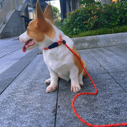 Reflective Long Dog Leash Slip Lead, No-Choking 12FT/20FT/30FT/50FT Rope Training Lead for Medium Dogs Small Puppy Pets Behavior Active Playing Bl...