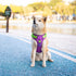 PHOEPET No Pull Dog Harness, Unique Colors Reflective Adjustable Dog Vest, with Soft Training Handle Metal Clips for Small Medium Large Dogs (Purp...