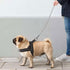 Didog No Pull Dog Harness with Breathable Mesh Padded, Full Reflective & Quick Fit Adjustable Vest Harness, Easy for Training Walking for Small & ...