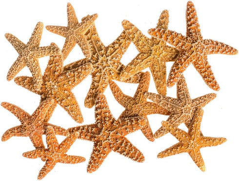 Nautical Crush Trading Real Starfish - 12 Brown Sugar Starfish (2-3in) - Starfish for Crafts - Star Fish Shells Decorations - Starfish Decor - Sea...