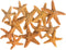 Nautical Crush Trading Real Starfish - 12 Brown Sugar Starfish (2-3in) - Starfish for Crafts - Star Fish Shells Decorations - Starfish Decor - Sea...