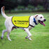 Training Dog Jacket Vest in Training Ignore Dog Vest Dog Walking Slogan Warning Vest (in Training Ignore-Large)...