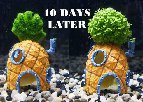 Penn-Plax Spongebob Squarepants Aqua-Flora Living Aquarium Decoration with Embedded Glosso Plant Seeds – Spongebob’s Pineapple House...