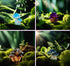 12 Pcs 1.5 to 1.8 Inch Resin Mushroom,Cute Mushrooms Fairy Garden Mushrooms Ornaments for Outdoor Decoration,Home Décor,Cake Decoration,DIY Bonsai...