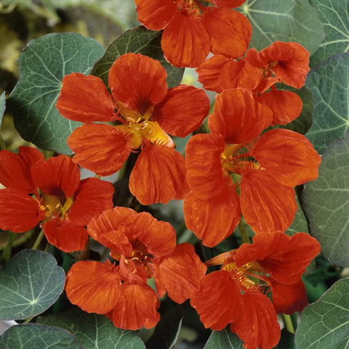 Outsidepride Tropaeolum Nasturtium Vesuvius Climbing, Vining, Flowering, Plants for Trellis, Fences, Arbors & More - 200 Seeds...