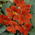 Outsidepride Tropaeolum Nasturtium Vesuvius Climbing, Vining, Flowering, Plants for Trellis, Fences, Arbors & More - 200 Seeds...