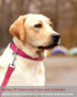 Reflective Dog Collar with Buckle Adjustable Safety Nylon Collars for Small Medium Large Dogs, Hotpink XS...