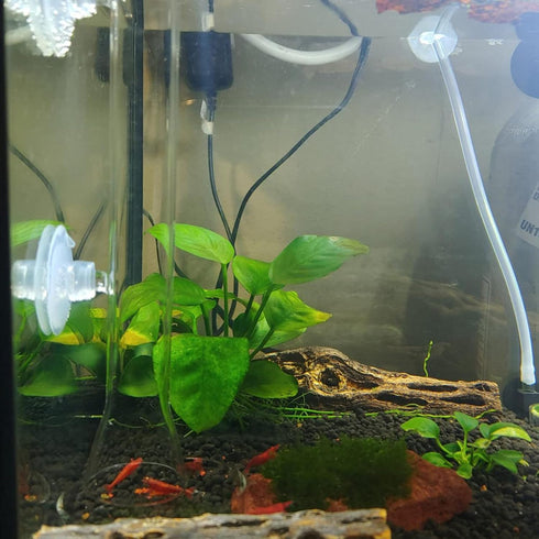Ailindany 200mm Fish Feeder Tube Aquarium Clear Glass Feeder Tube for Fish Tank Shrimp Feeding with 2pcs Suction Cups...