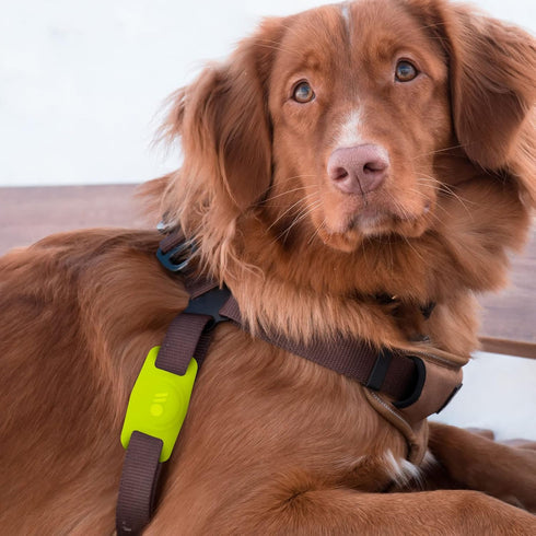 Case-Mate Airtag Dog Collar Holder - Water Resistant Airtag Holder Dog Tag - Lightweight, Protective Airtag Case for Dog Collar - Pet Collar Airta...