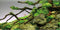 AWERT 36x18 inches Branches Aquarium Background Stone River Bed & Lake Fish Tank Background Green Algae Aquarium Background Vinyl Background...