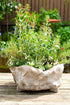 Bosmere SPT-06DGCS, Dark Gray (Pack of 6) Pot Toes...