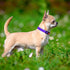 Taglory Reflective Dog Collar with Safety Locking Buckle, Adjustable Nylon Pet Collars for Puppy Dogs, XS, Purple...