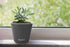 Window Garden – Aquaphoric Self Watering Mini Planter Pots (3 Pack) – Grow On Indoor Sill. Perfect for Potting Small Plants, Herbs, African Violet...