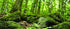 Galapagos (05421 Forest Terrarium Cling, 40 Gallon, Multi- Colored...