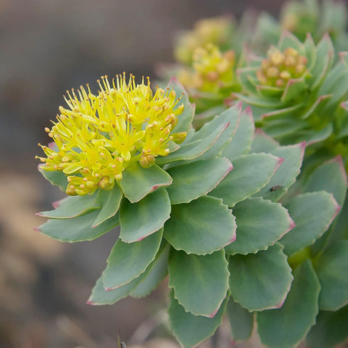 Rhodiola Rosea Seeds Roseroot Stonecrop Perennial Fragrant Edible Cooking GMO Free Drought Tolerant Self-Sow Low Maintenance Patio Borders Outdoor...