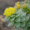 Rhodiola Rosea Seeds Roseroot Stonecrop Perennial Fragrant Edible Cooking GMO Free Drought Tolerant Self-Sow Low Maintenance Patio Borders Outdoor...