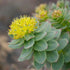 Rhodiola Rosea Seeds Roseroot Stonecrop Perennial Fragrant Edible Cooking GMO Free Drought Tolerant Self-Sow Low Maintenance Patio Borders Outdoor...