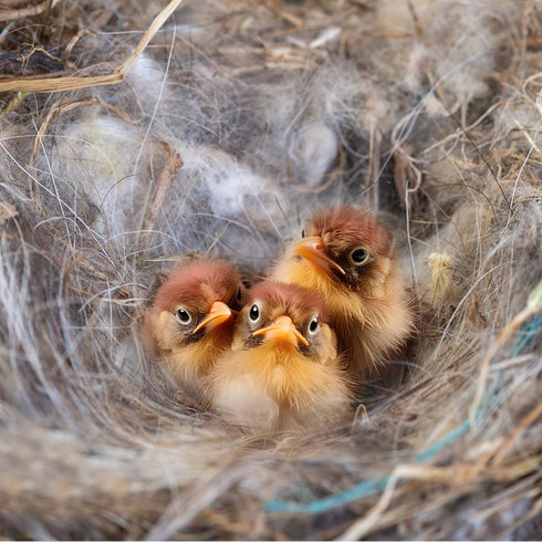 240G/8.5OZ Bird Nesting Material, Natural Mixing Nesting Material Pad for Bird Nest, Bird Nest Bedding Bird Nest Building Materials and Hideouts S...