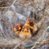 240G/8.5OZ Bird Nesting Material, Natural Mixing Nesting Material Pad for Bird Nest, Bird Nest Bedding Bird Nest Building Materials and Hideouts S...