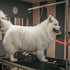 Pet Dog Grooming Table Arm Accessories - Dog Grooming Arm Extension Straps Dog Loops Dog Grooming Loops Extender Waterproof Pet Dog Grooming Suppl...