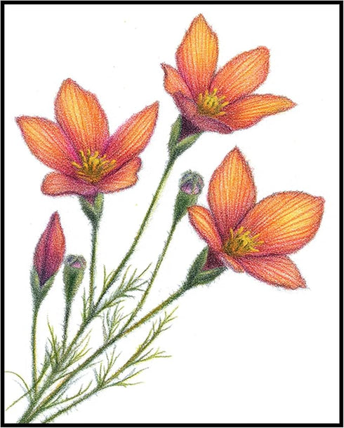 Posterizer 1 pcs-delicate and vibrant botanical drawing style flowers 1-Floral & Botanical Art-Gift for Men Women Teens-Chic Home Decor- unframed ...