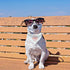 Dog Bandana Collar, 4 PCS White Triangle Dog Bandana with Adjustable Buckle Sublimation Blank DIY Dog Bandanas for Dogs and Cats, S...