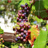 Tcamp Heavy-Duty Polyester Plant Trellis Netting 5 x 15ft (1 Pack) (5 Ft X 15 Ft)...