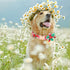 DALUZ Girl Dog Collar with Flower, Adjustable Soft Comfy Floral Dog Collar for Small Medium Large Dogs, Stylish Small Pink Dog Collar with Metal S...