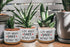 Funny Ceramic Plant Succulent Planter Pot - Life Would SUCC Without You White Mini Cactus Plant Office Garden Decor for Teacher, Coworker, Firends...