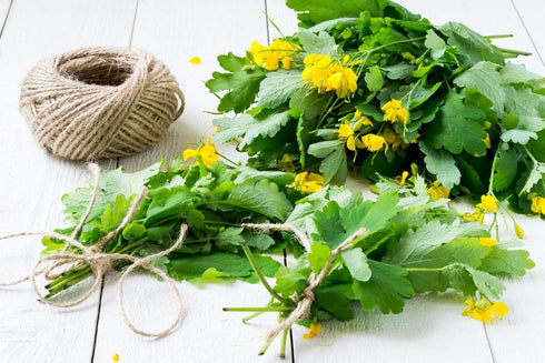Health Embassy Greater Celandine Herb | Chelidonium Majus L | 100% Natural (50g)...