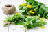 Health Embassy Greater Celandine Herb | Chelidonium Majus L | Herbal Tea (100g)...
