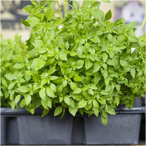 Seed Needs, Culinary Basil Herb Seed Packet Collection (8 Individual Basil Seed Varieties for Planting) Non-GMO & Untreated...