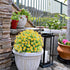 GREENRAIN 6 Bundles Artificial Daisy Flowers Outdoor Fake Flowers for Decoration No Fade Faux Plastic Flower Garden Porch Window Box Décor (Yellow...